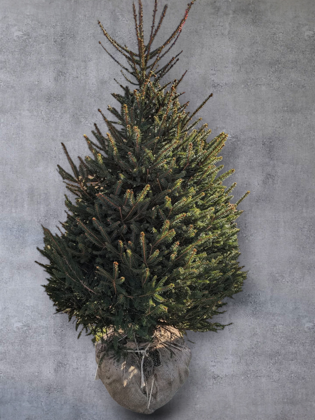 Ball & Burlap Norway Spruce