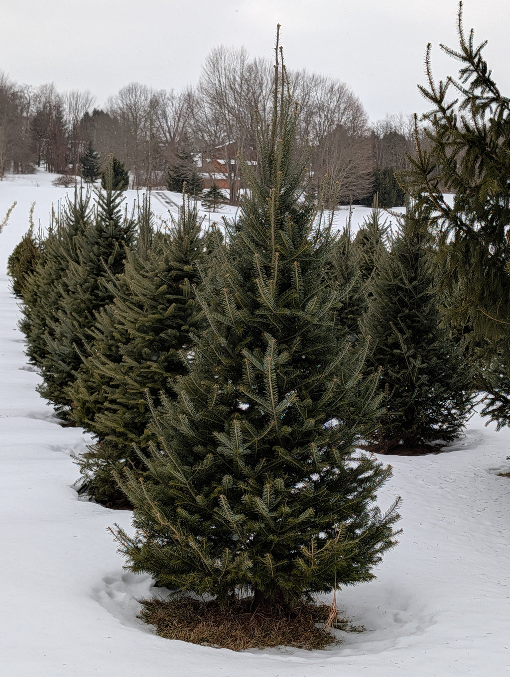 Fraser & Canaan Fir Christmas Trees