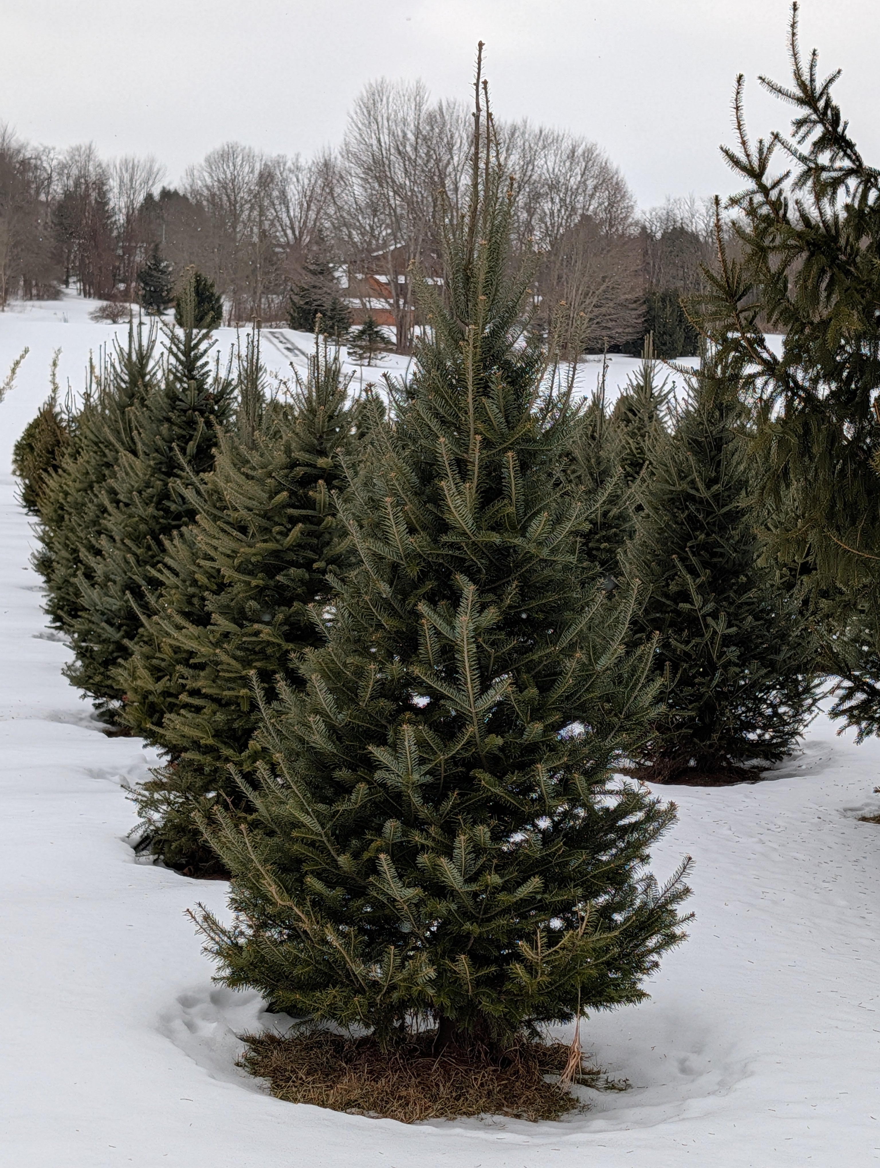 Fraser & Canaan Fir Christmas Trees