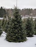 Fraser & Canaan Fir Christmas Trees