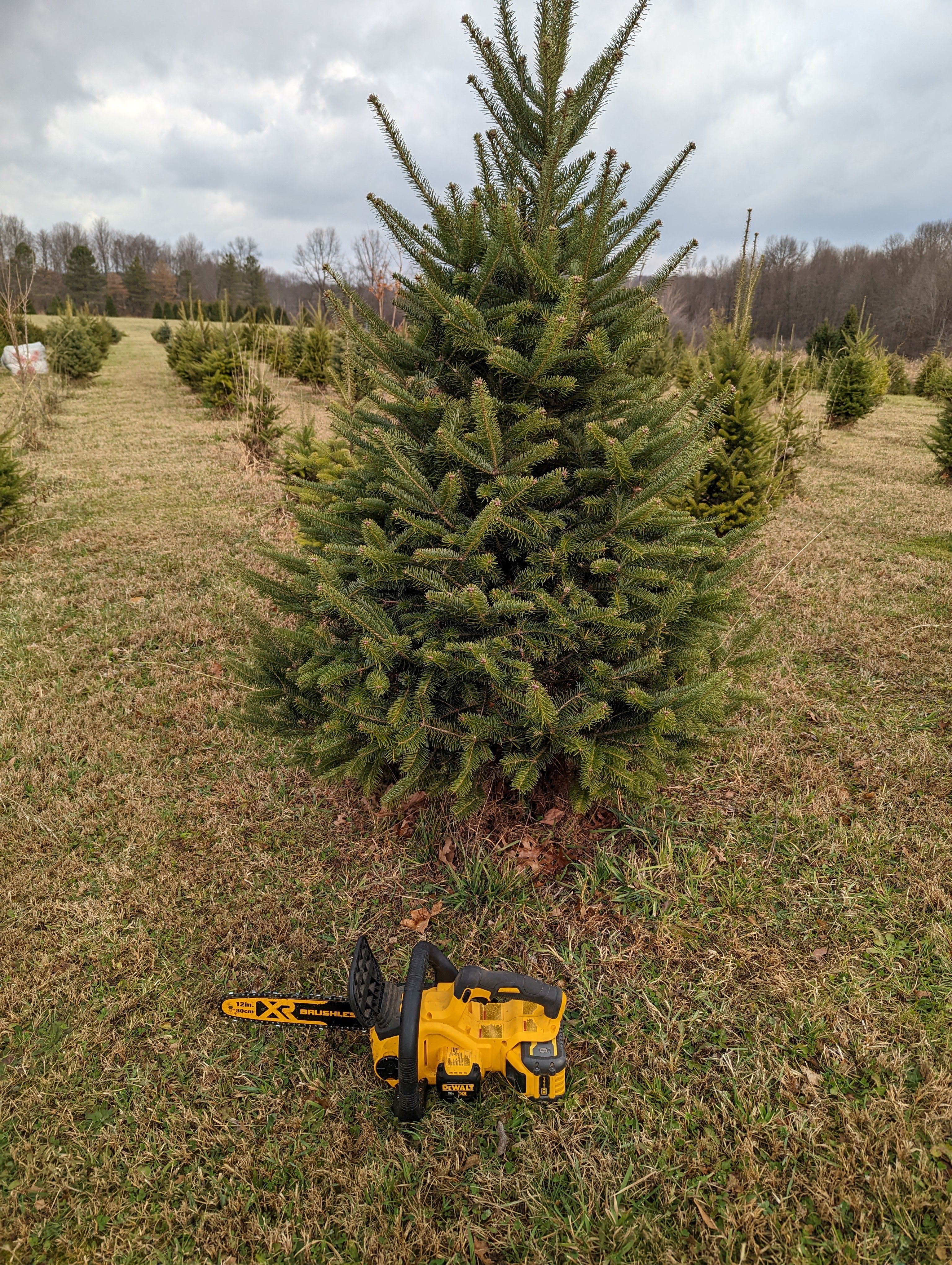 Fraser & Canaan Fir Christmas Trees
