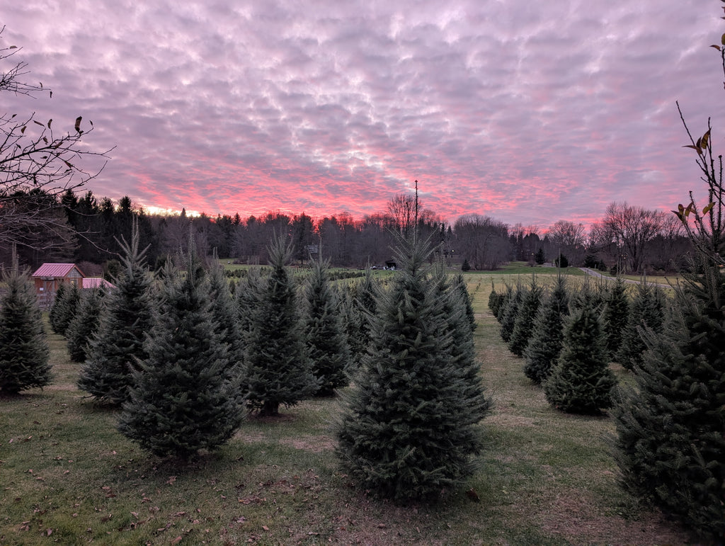 Fraser & Canaan Fir Christmas Trees