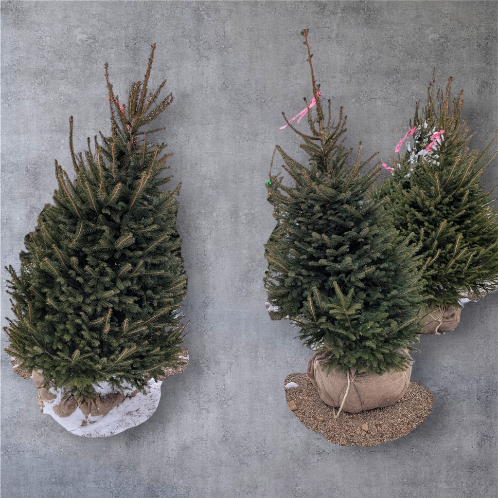 Ball & Burlap Norway Spruce