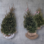 Ball & Burlap Norway Spruce