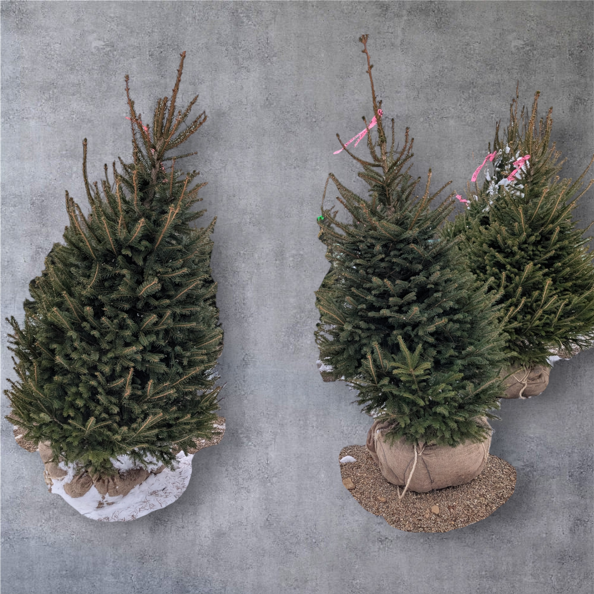 Ball & Burlap Norway Spruce