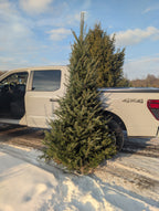 Fraser & Canaan Fir Christmas Trees