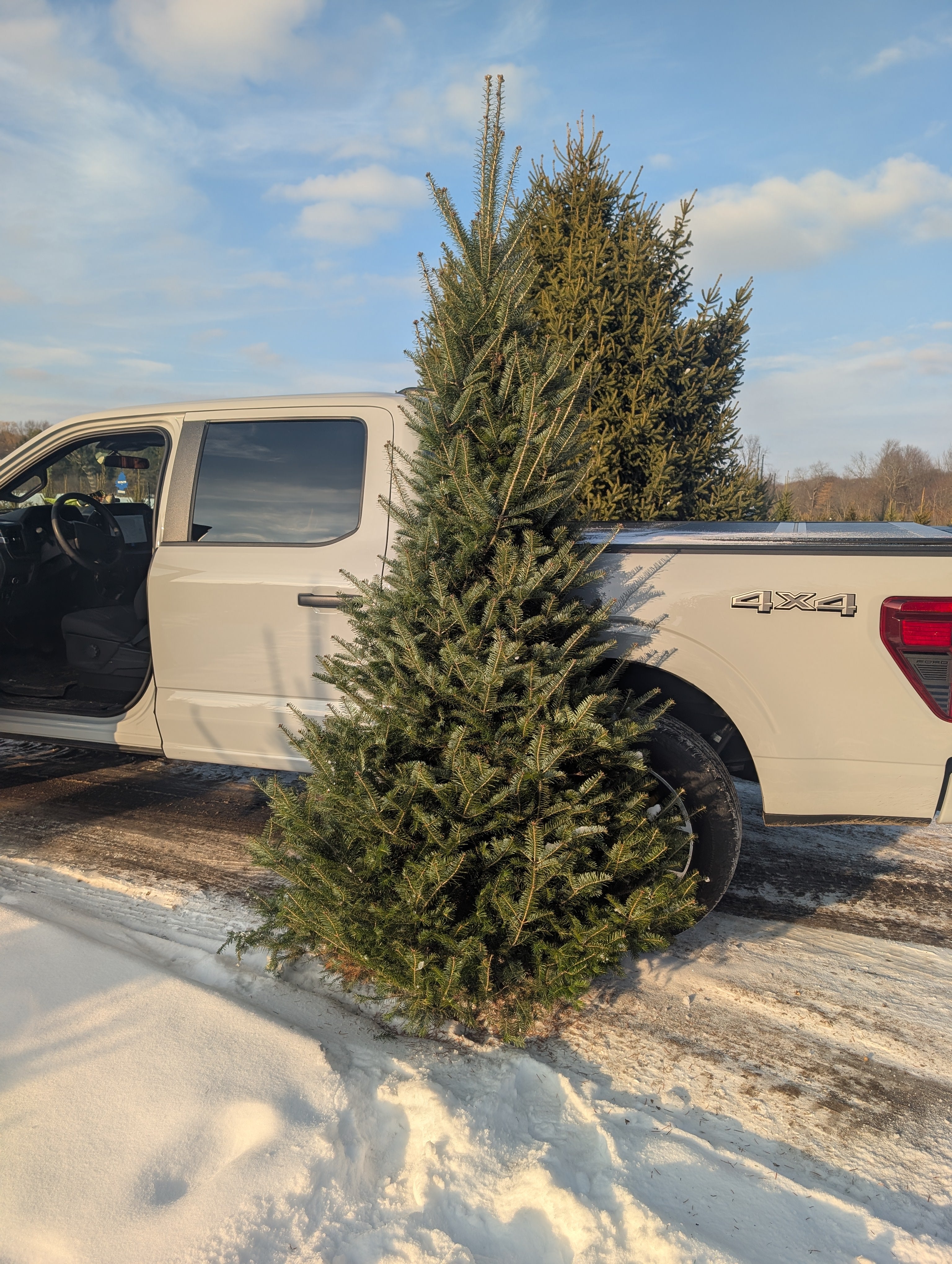Fraser & Canaan Fir Christmas Trees