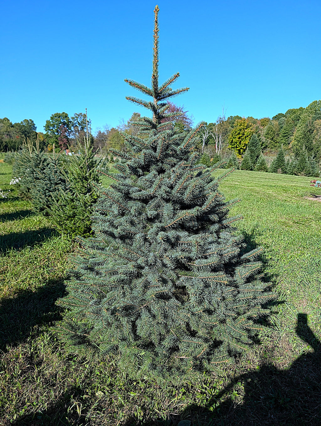 Ball & Burlap Blue Spruce