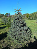 Ball & Burlap Blue Spruce