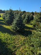 Ball & Burlap Blue Spruce