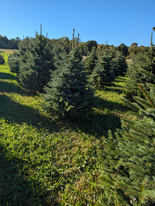 Ball & Burlap Blue Spruce