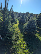 Ball & Burlap Blue Spruce