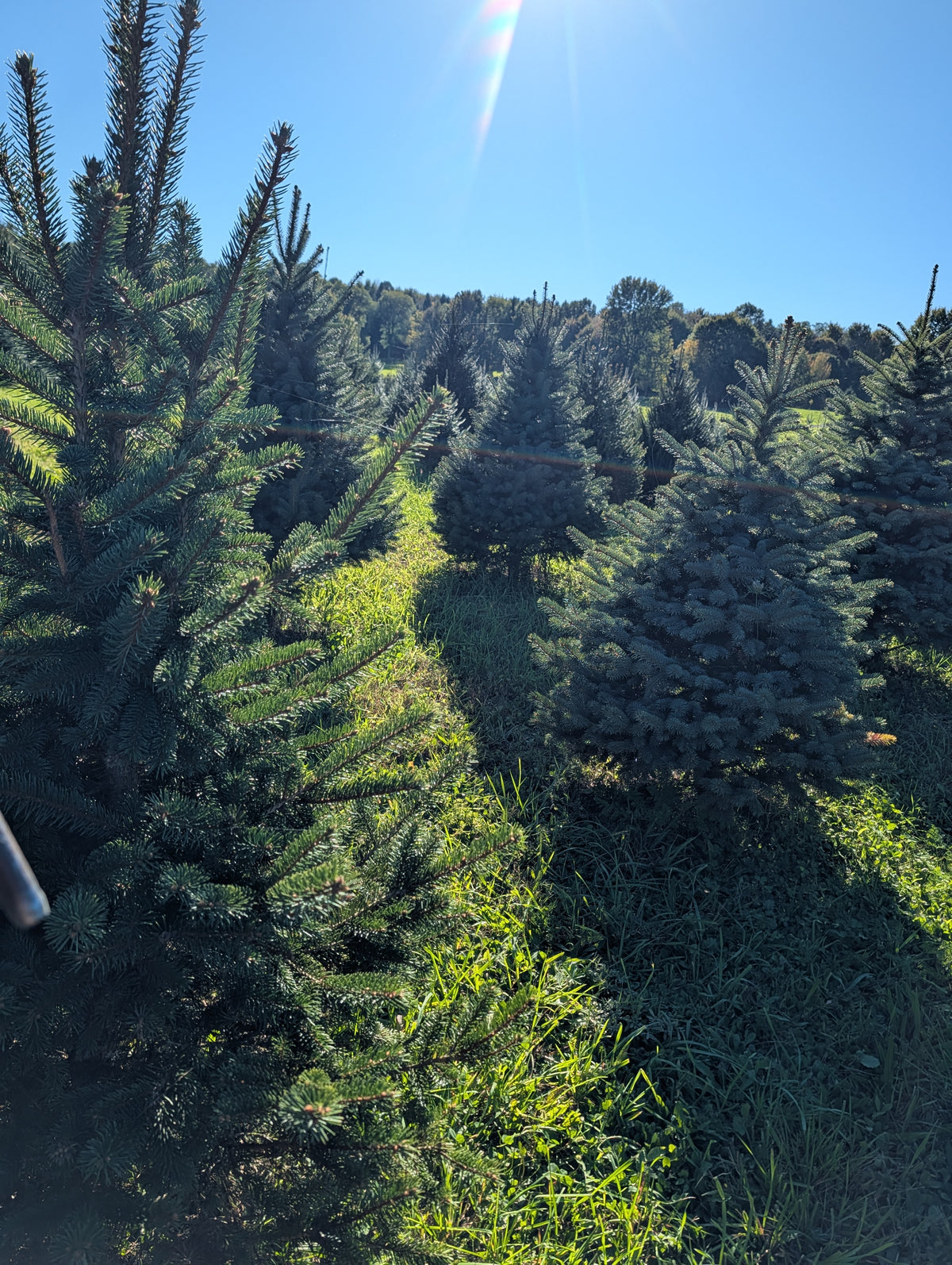 Ball & Burlap Blue Spruce
