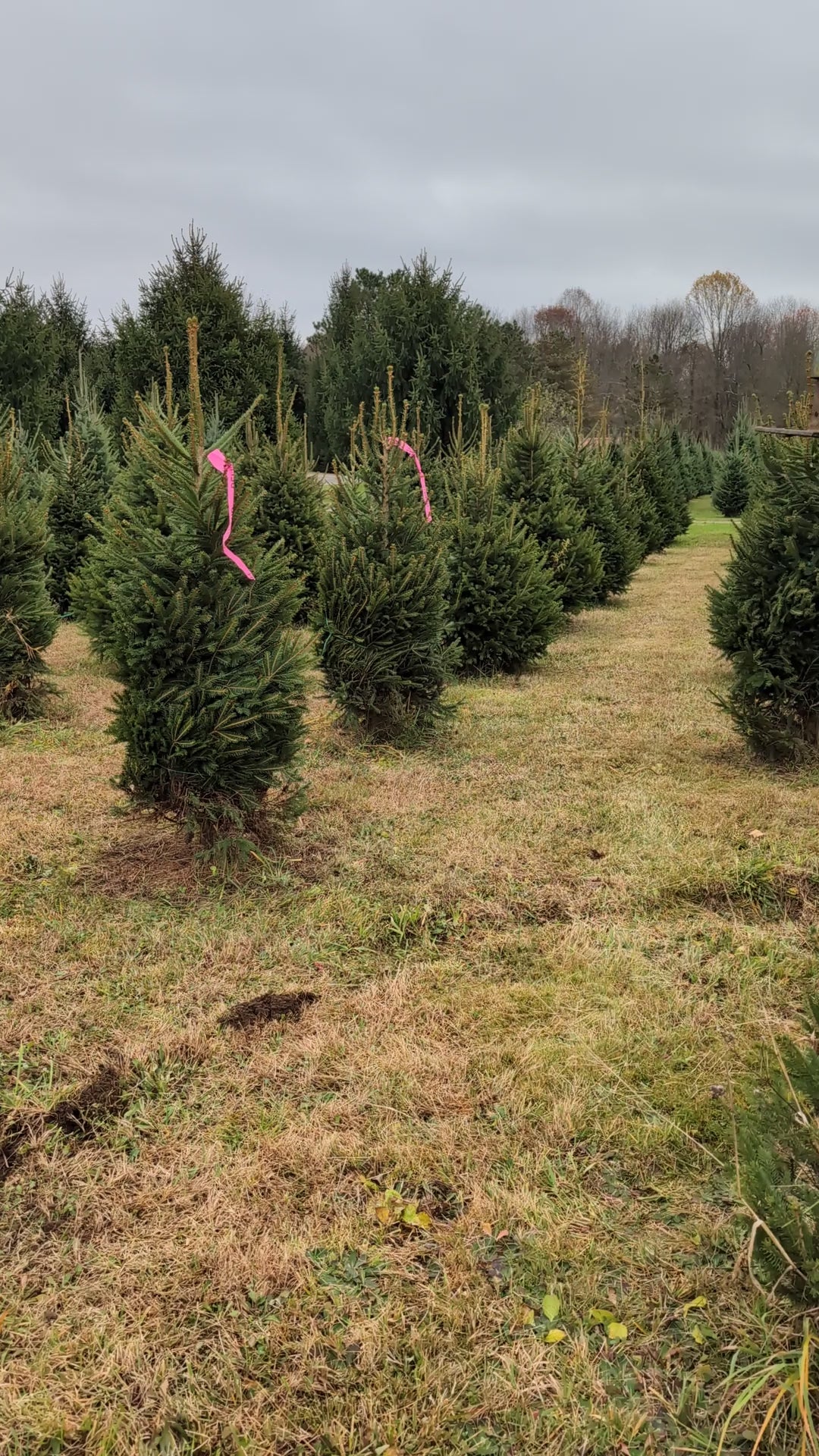 Ball & Burlap Norway Spruce