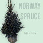 Ball & Burlap Norway Spruce
